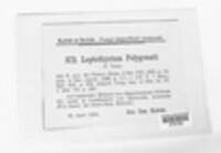 Pseudothyrium polygonati image
